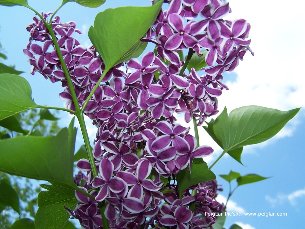 plants 100_1319dt.jpg